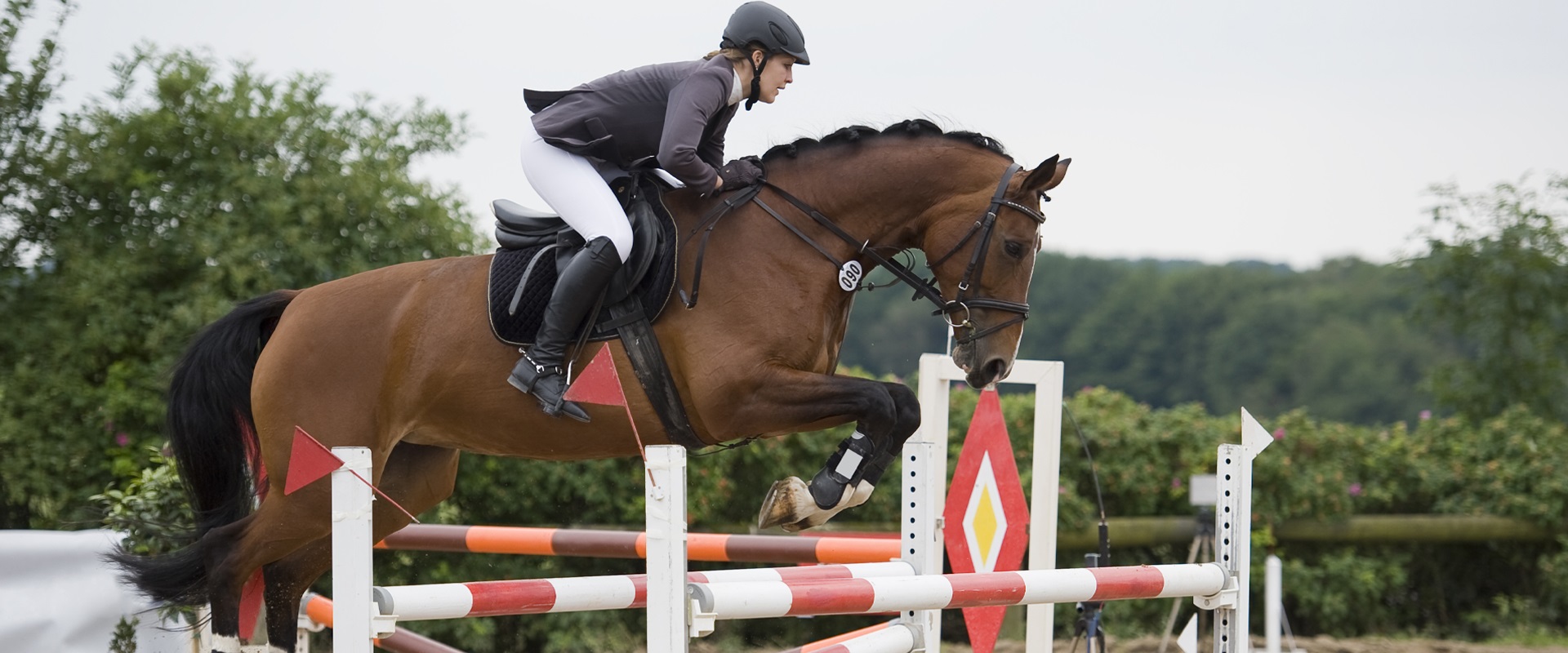 Equine Insurance Specialists Equesure