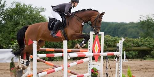 Equine Insurance Specialists Equesure Equine Insurance Specialists Equesure