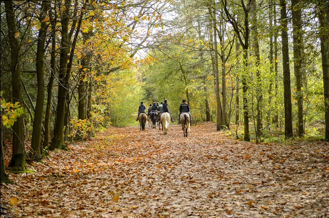 A group of horse riders heading through a wooded area in the distance