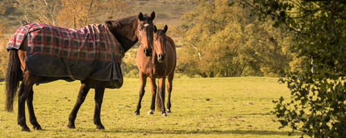 How to cut the cost of horse ownership