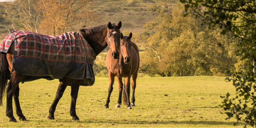 Equine Insurance Specialists Equesure Equine Insurance Specialists Equesure