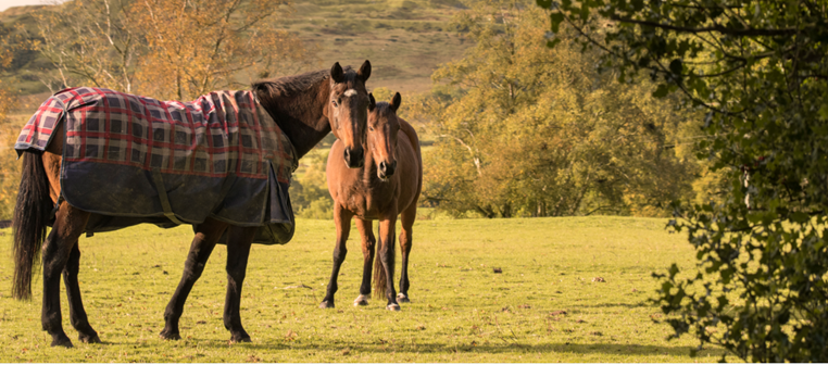 two horses standing in field