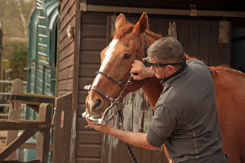 A horse dentist checking a horses teeth