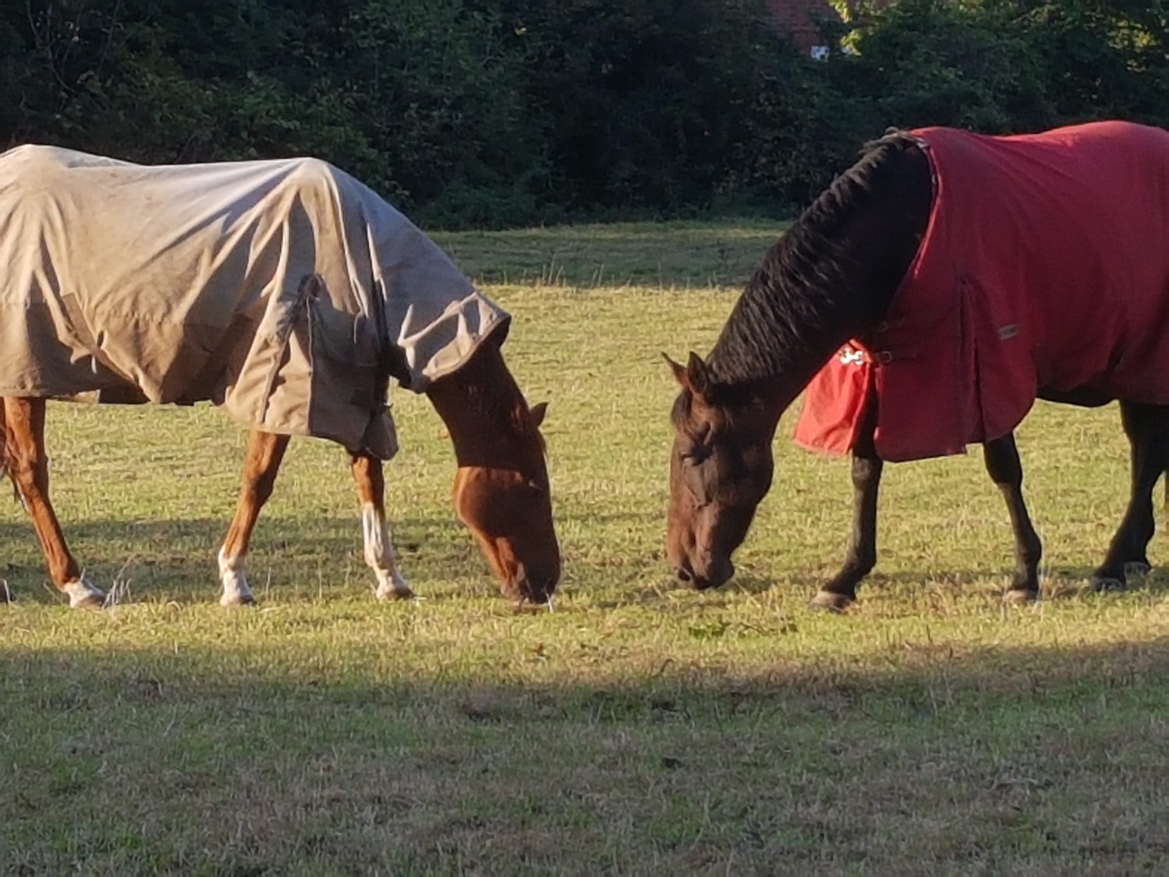 Two horses in coats grassing at sunset