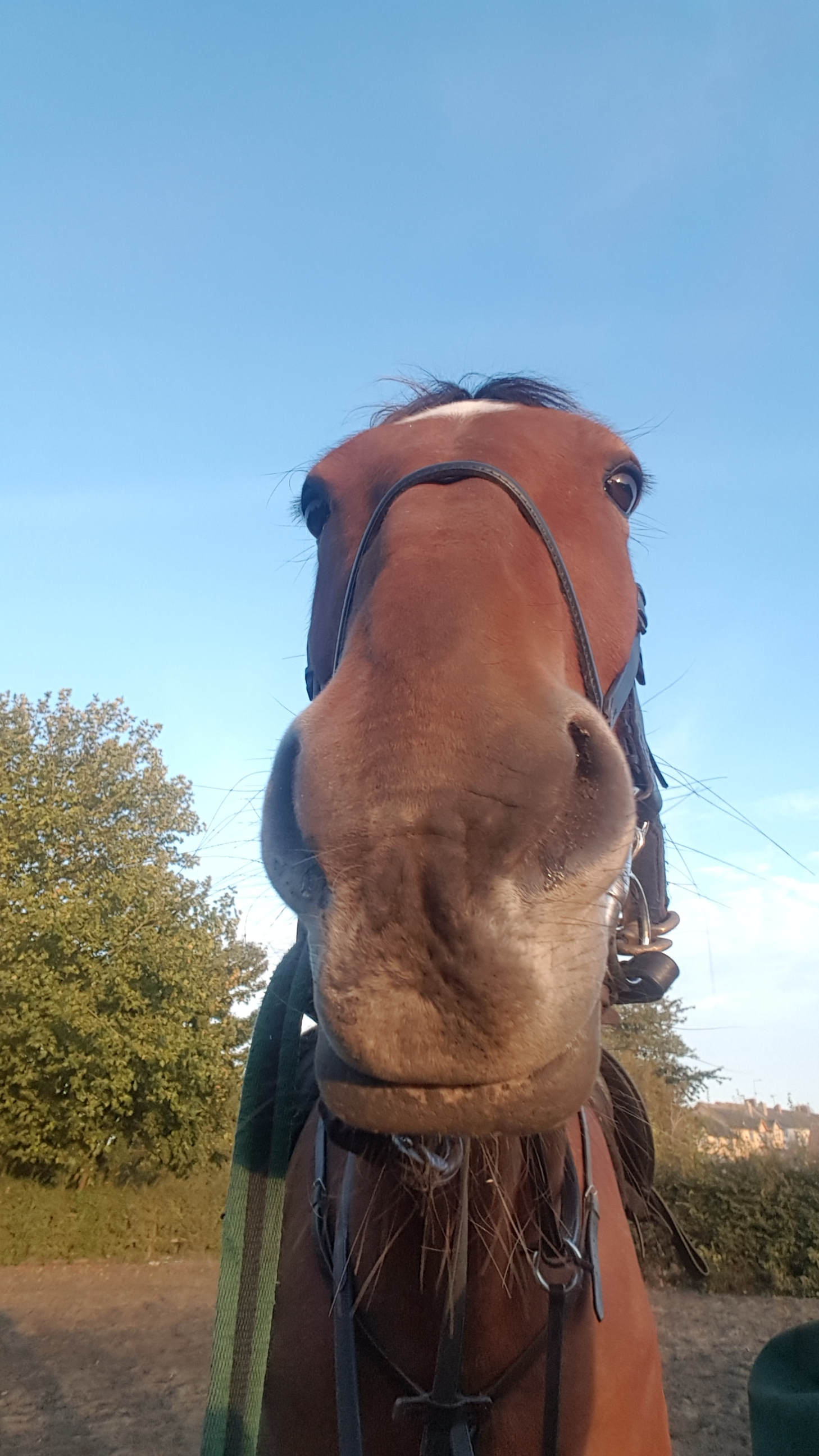 No ear Bob, something tells me he's not impressed with flat work today!