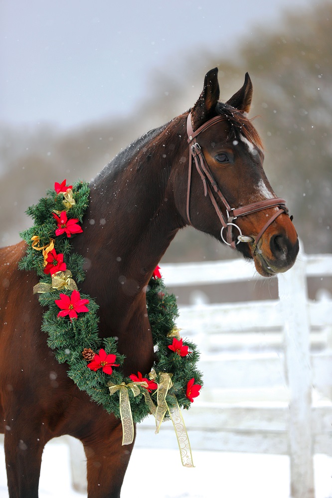 All I want for Christmas is... 2, 3 or maybe 6 horses?? Totally doable Santa :) xx