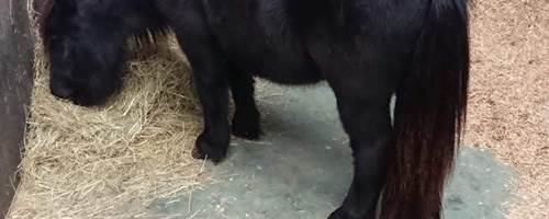 Introducing... The not-so-secret diary of Diva the Shetland Pony!