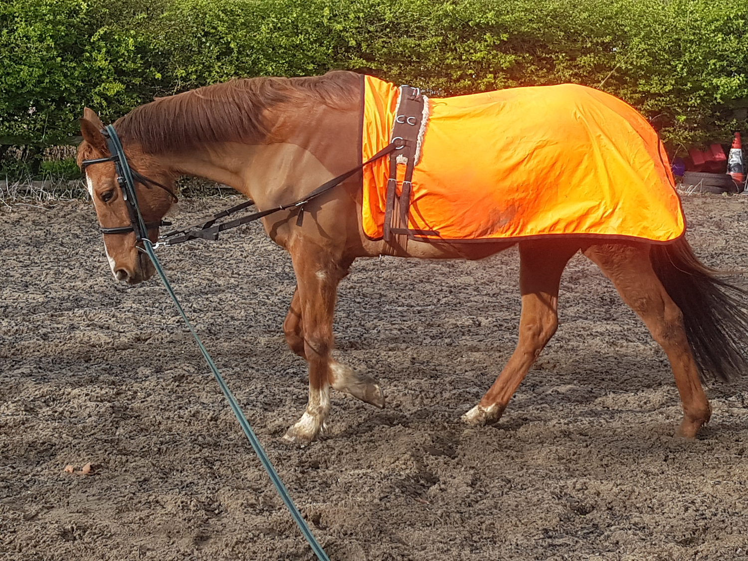 A horse in a brightly coloured rug