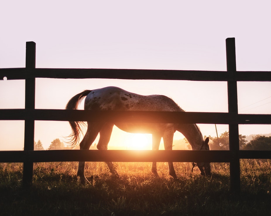 A horse grazing behind a wooden fence with the setting sun shining behind