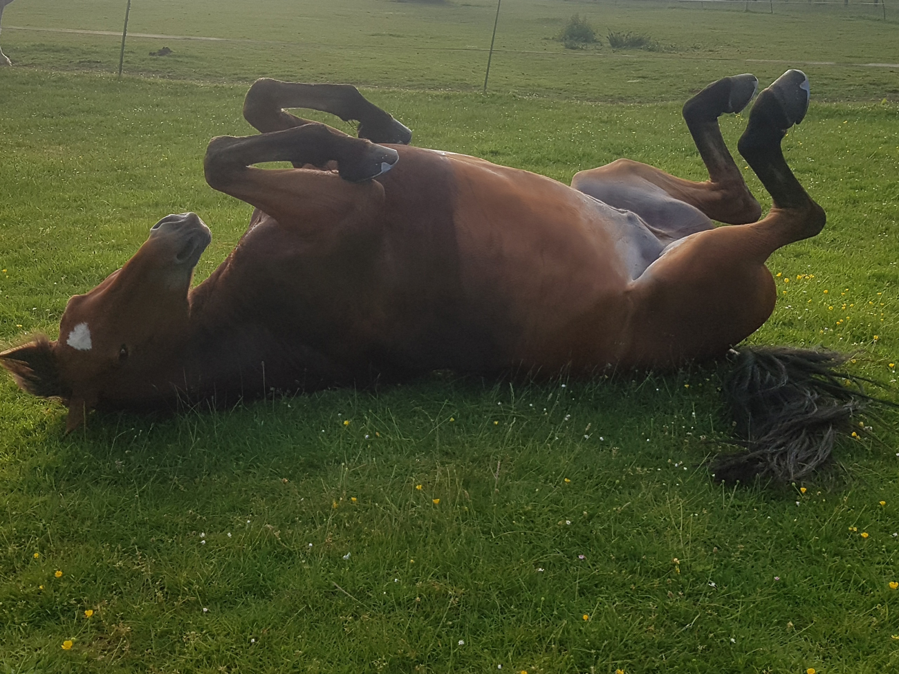A horse rolling around on its back in a grassy field