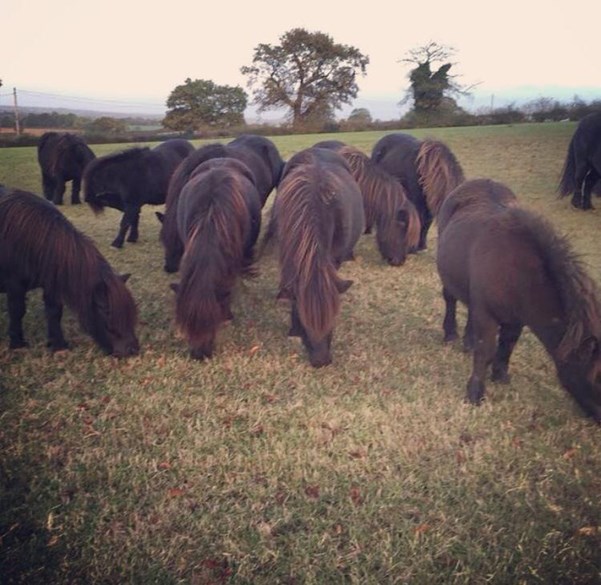 A herd of Shetlands from the Melland Stud