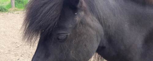 TNSSD The Shetland Pony Effect