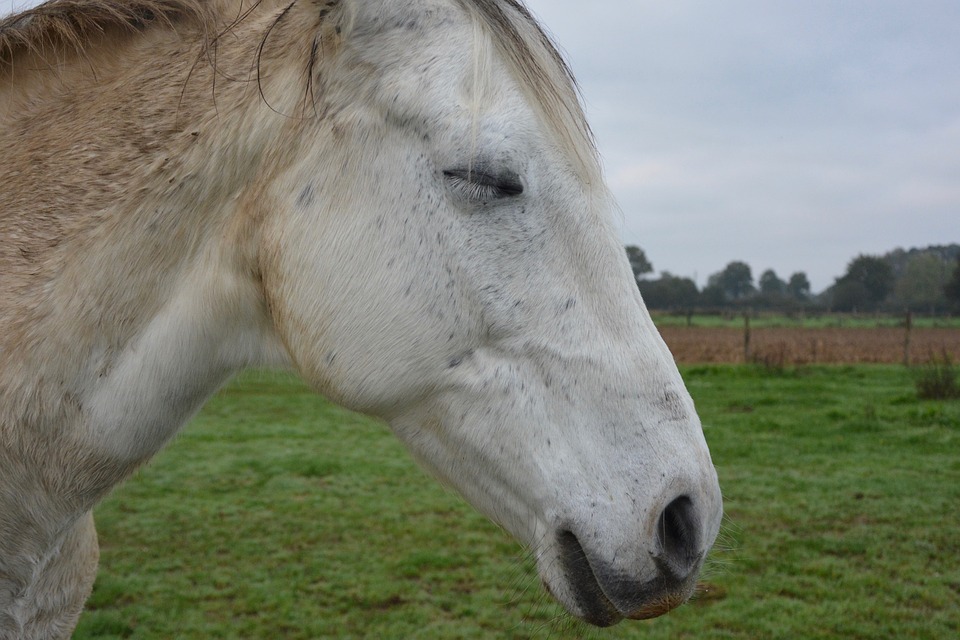 A horse standing up asleep in a grass field on a grey day