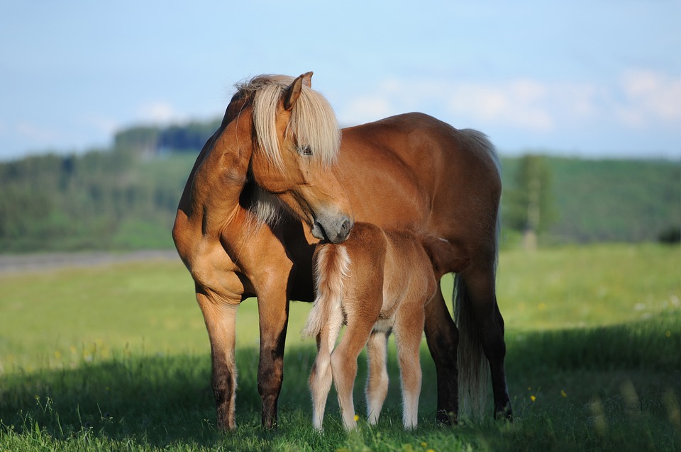 A mare standing over a foal in a field while it grazes