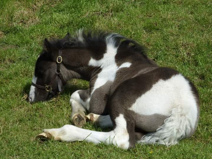 A foal asleep on the floor in a grassy field