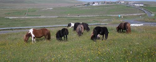 TNSSD Ponies and Puffins