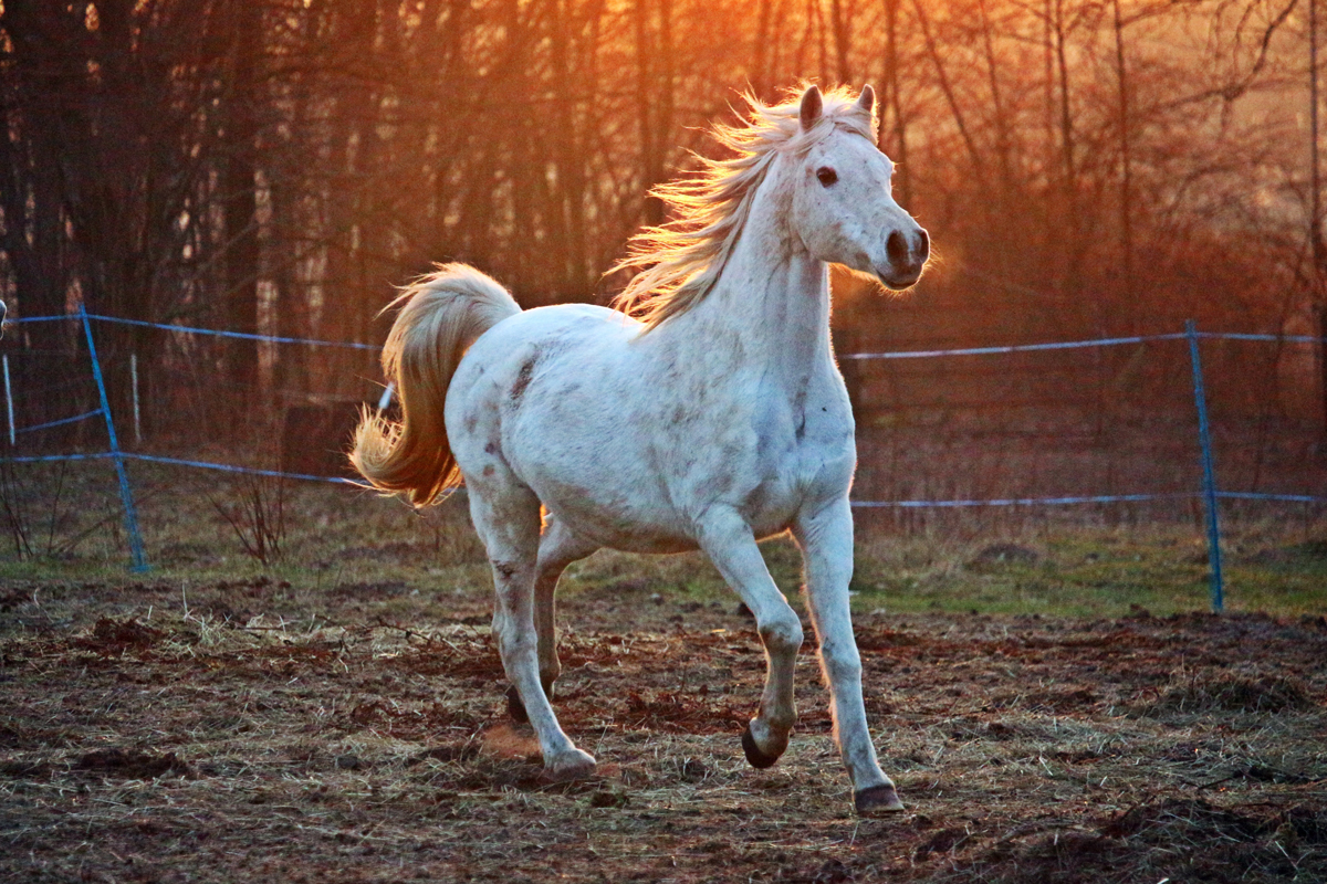 An Arabian horse running around a filed at sunset