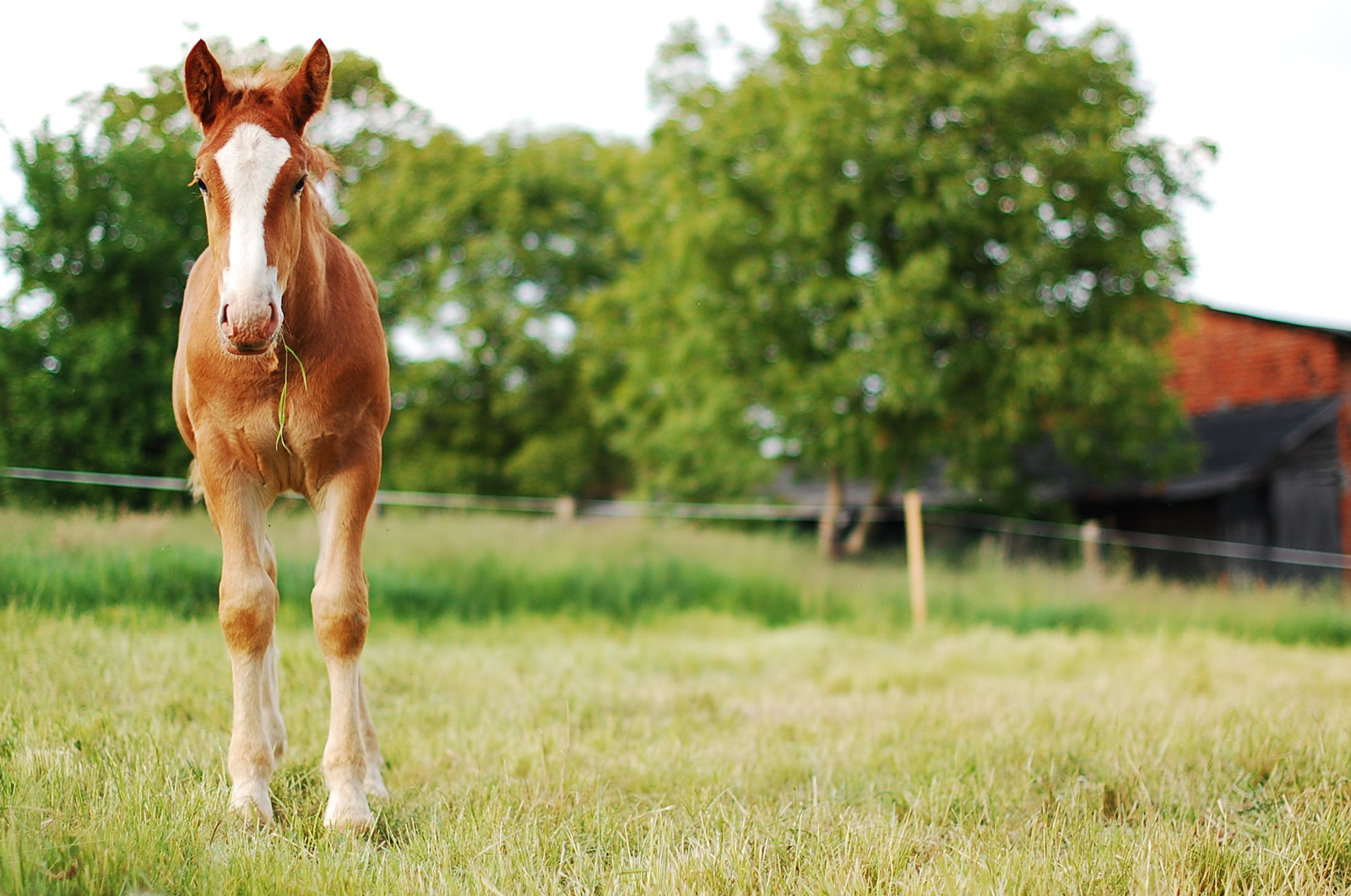 A foal standing in a field eating grass