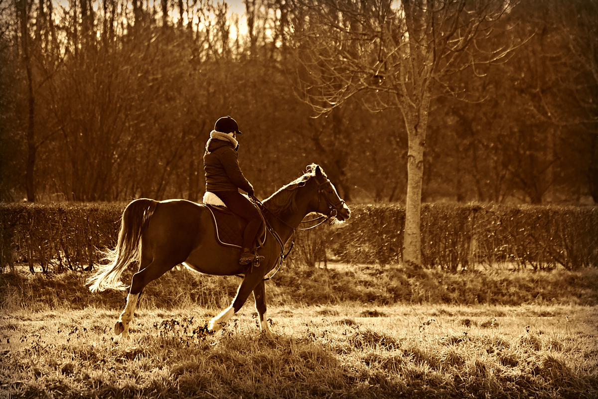 A horse and rider hacking through a field