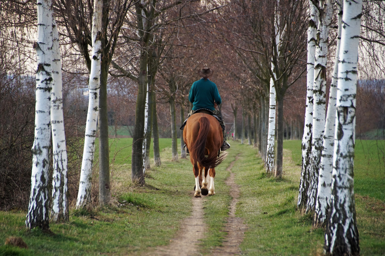 A horse and rider out hacking on a dirt path between two lines of trees