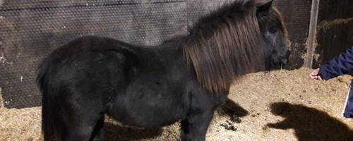 TNSSD The Mane Paranoia of owning a Shetland pony