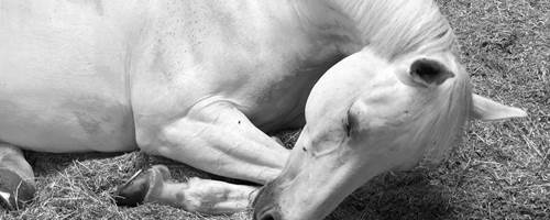 TNSSD The Day Diva Met a Unicorn!