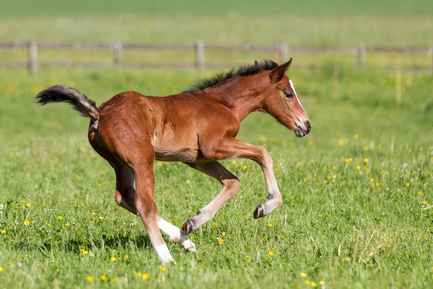 A foal playing in a field