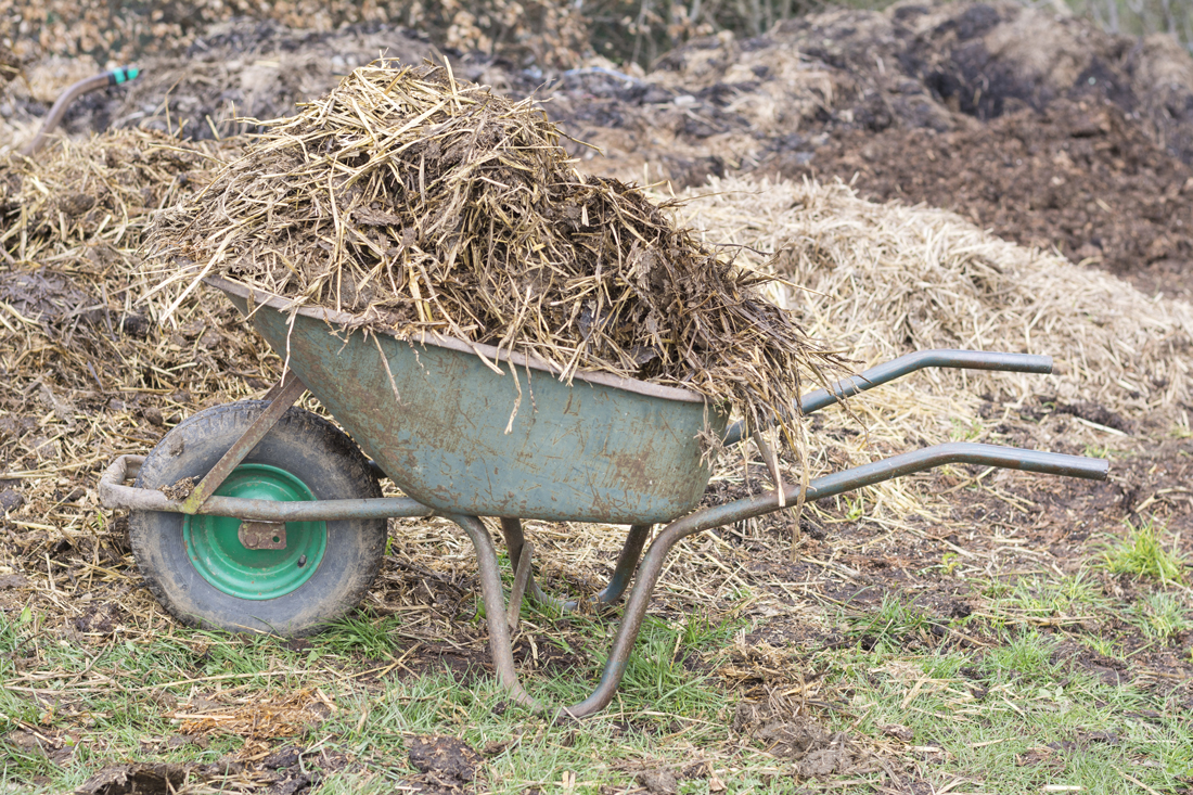 A wheel barrow filled with horse muck and hay