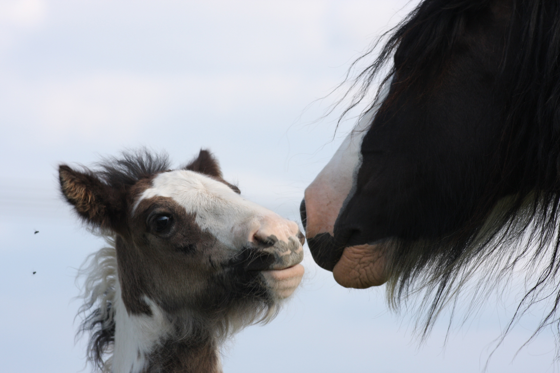 A mare and foal with their heads close facing each other