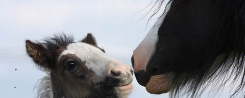 Tips for separating friendly horses