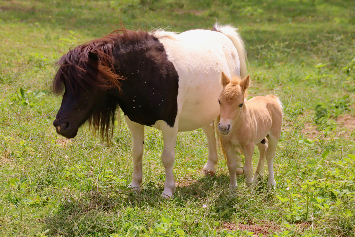 A mother and foal grazing in a long grass filed on a sunny day