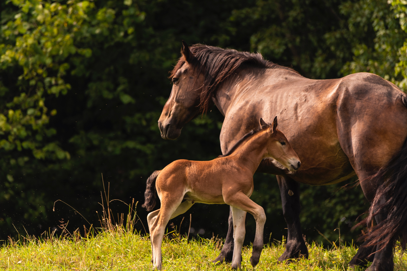 A mare standing next to its foal in a field on a sunny day