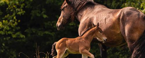 Top tips for breeding horses