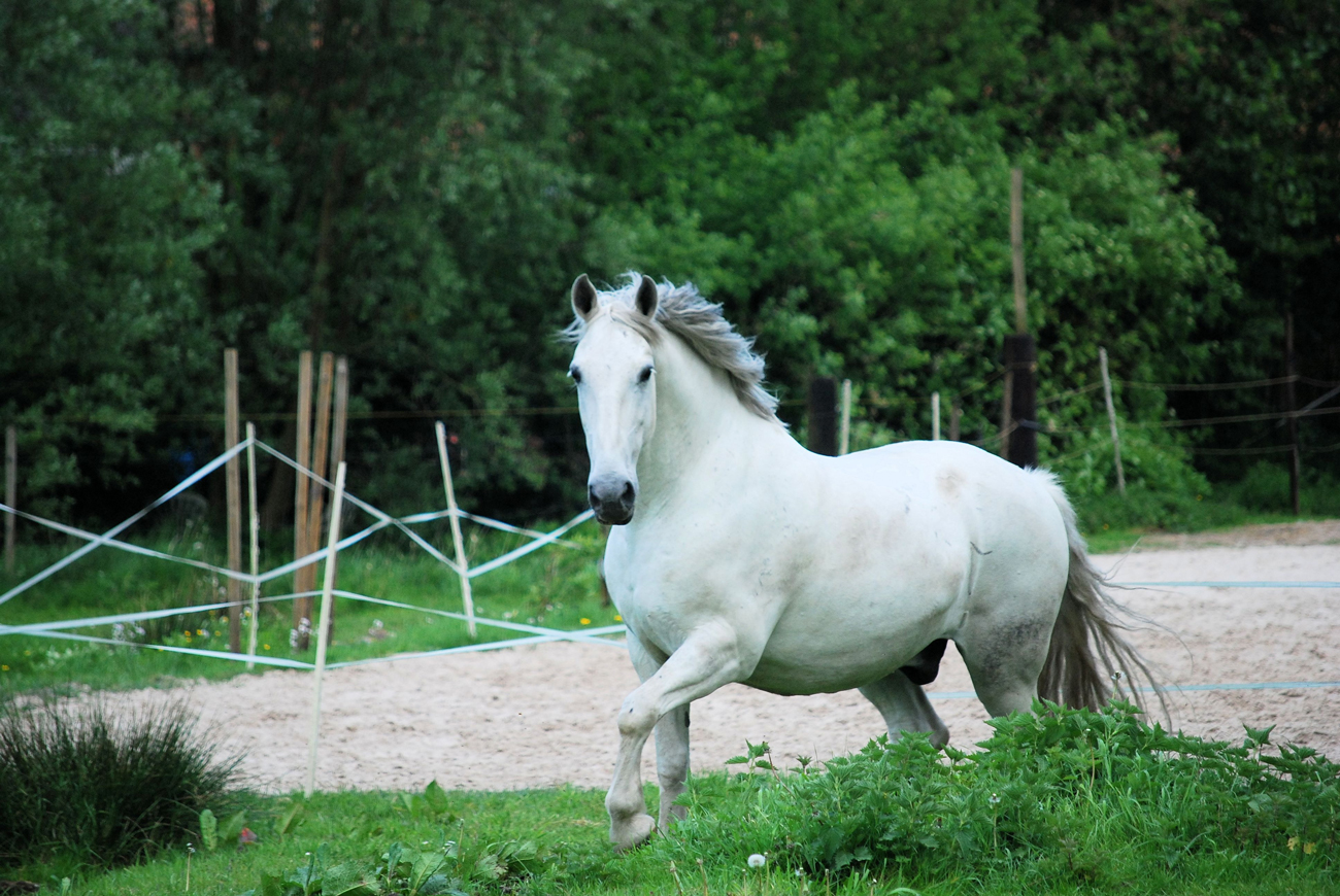 A criollo horse striding around his paddock in Argentina