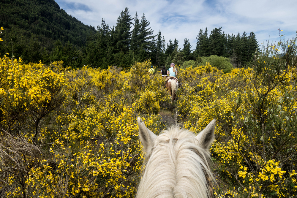 A group of horse riders on a happy hack through a area of thick bushes in the country