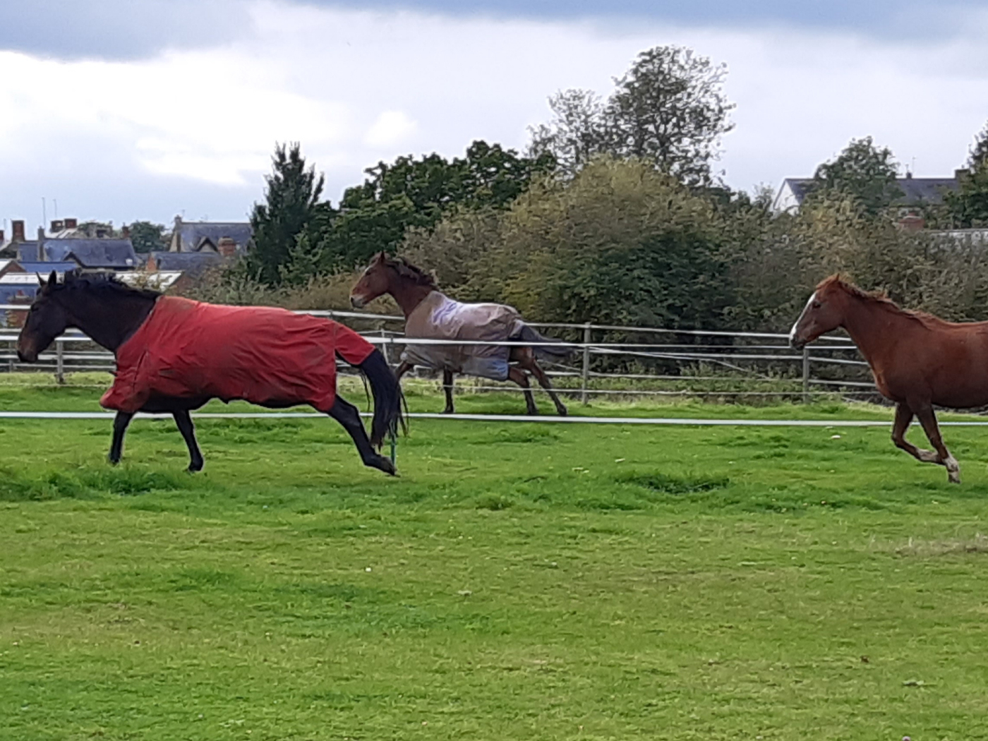 Three horses running in a field