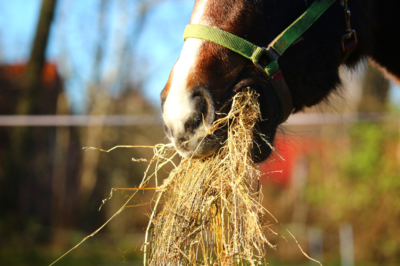 A horse eating hay in the sun