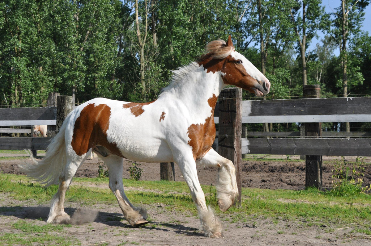 A cob trotting around its paddock