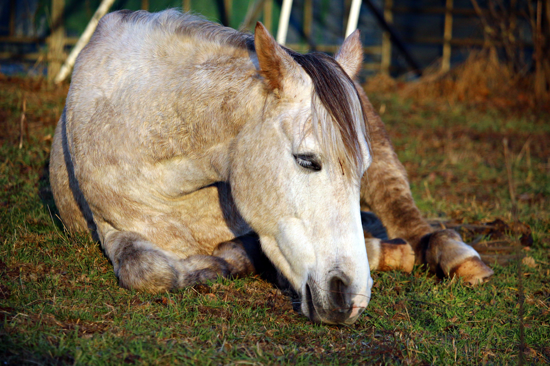 A horse laying down in a field looking ill