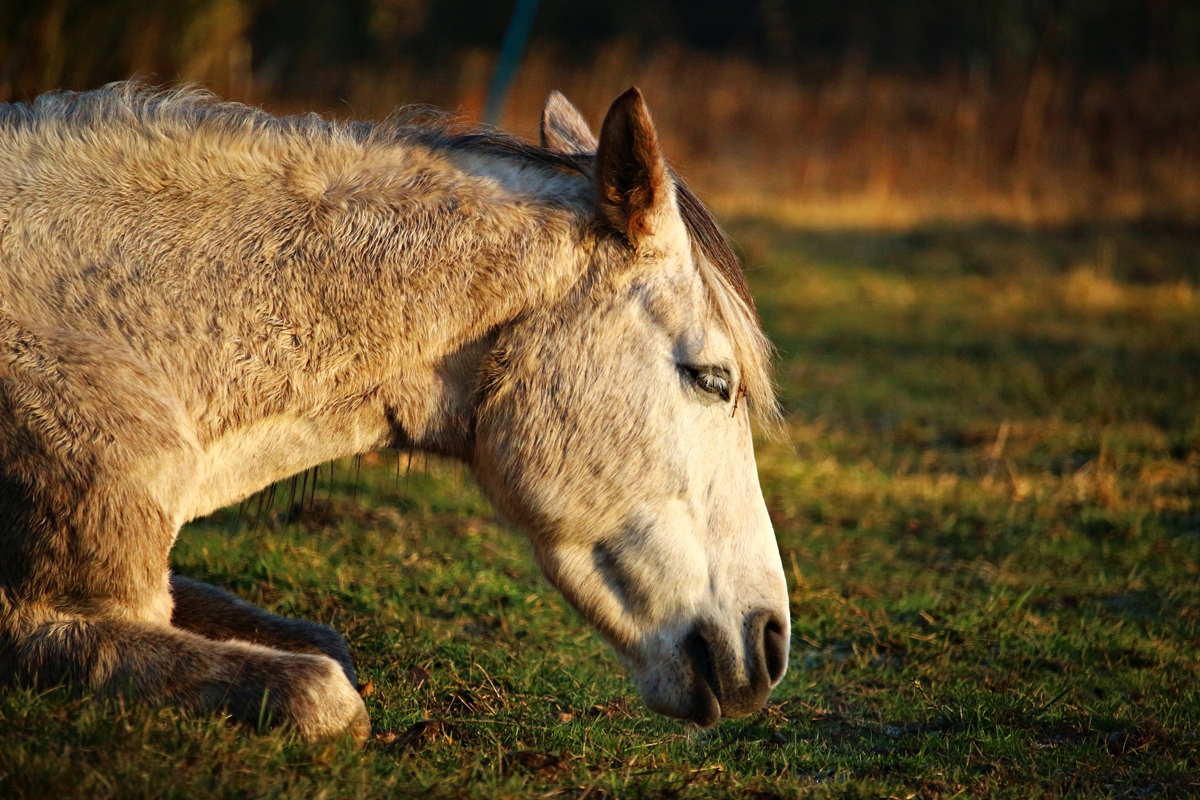 A horse laying down in a field at dusk