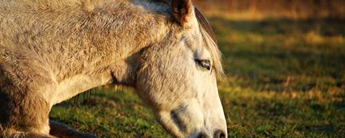 What are the signs of poisoning in horses?