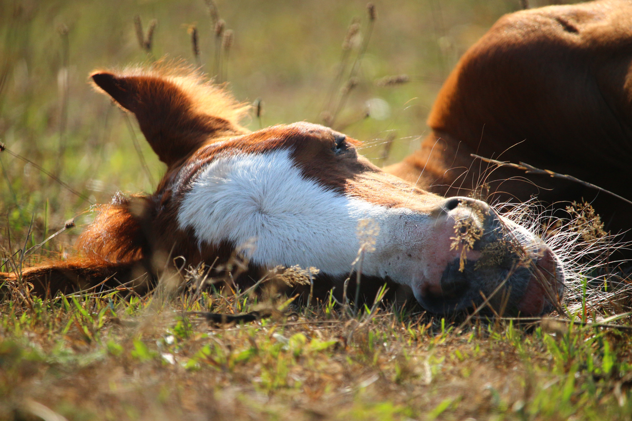 A horse laying down in a field on a sunny day