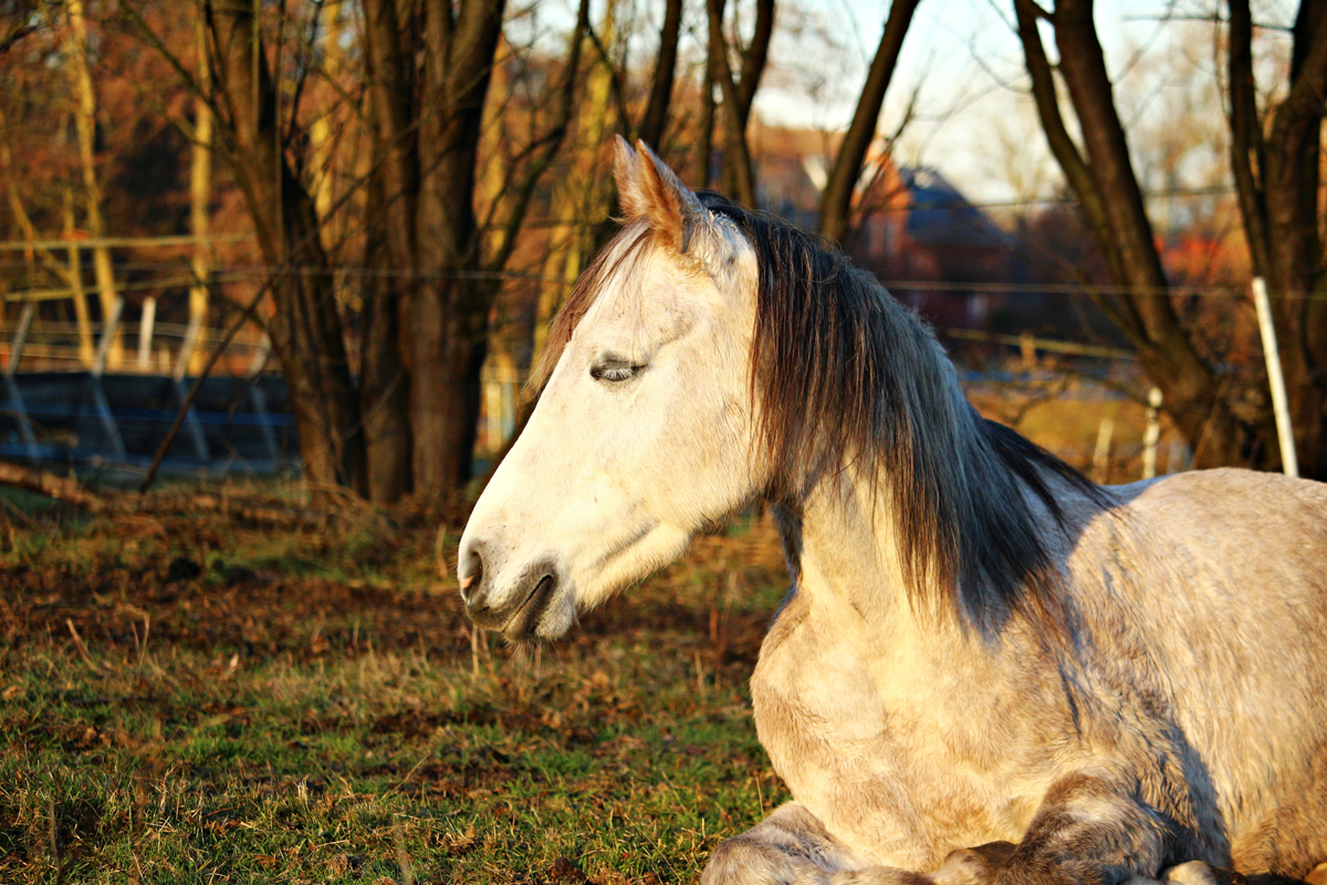A dehydrated horse kneeling in a grassy field at dusk