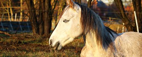 How to avoid injuring your horse