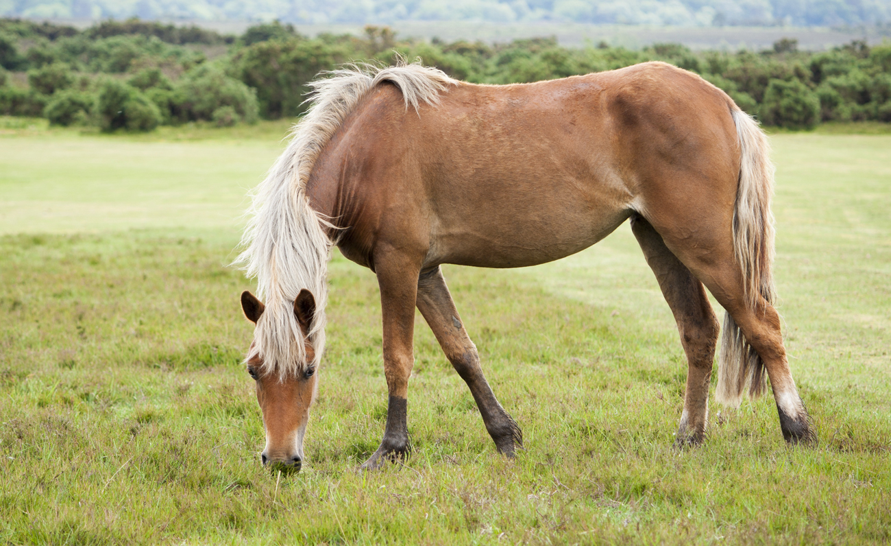 A horse grazing in a field