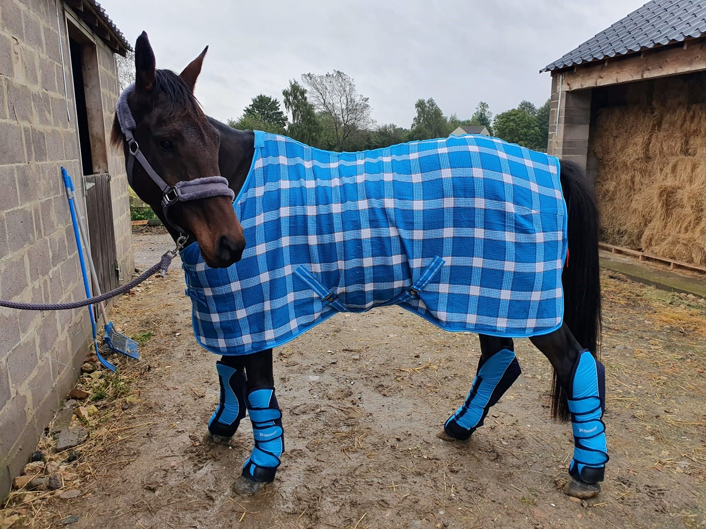 A horse with a blue patterned rug on outside its stables