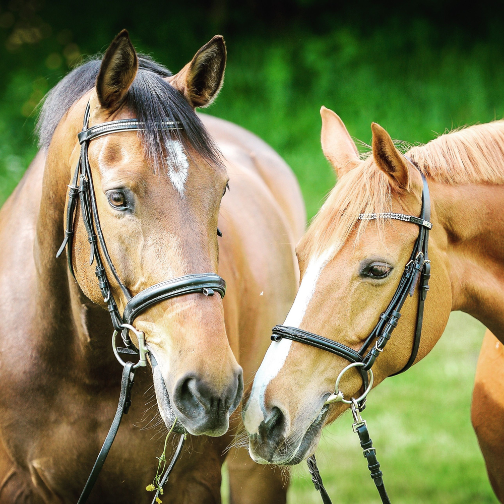 Two horses with bridles on in a field