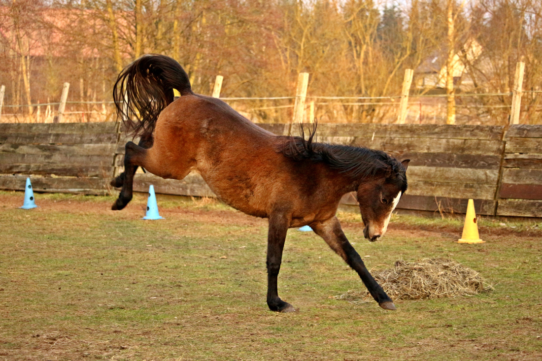 A horse bucking in a field