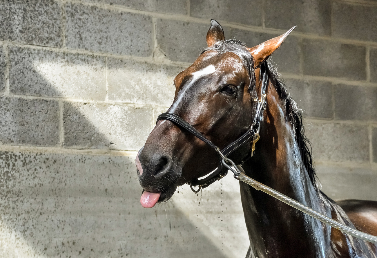 A horse being washed sticking its tongue out