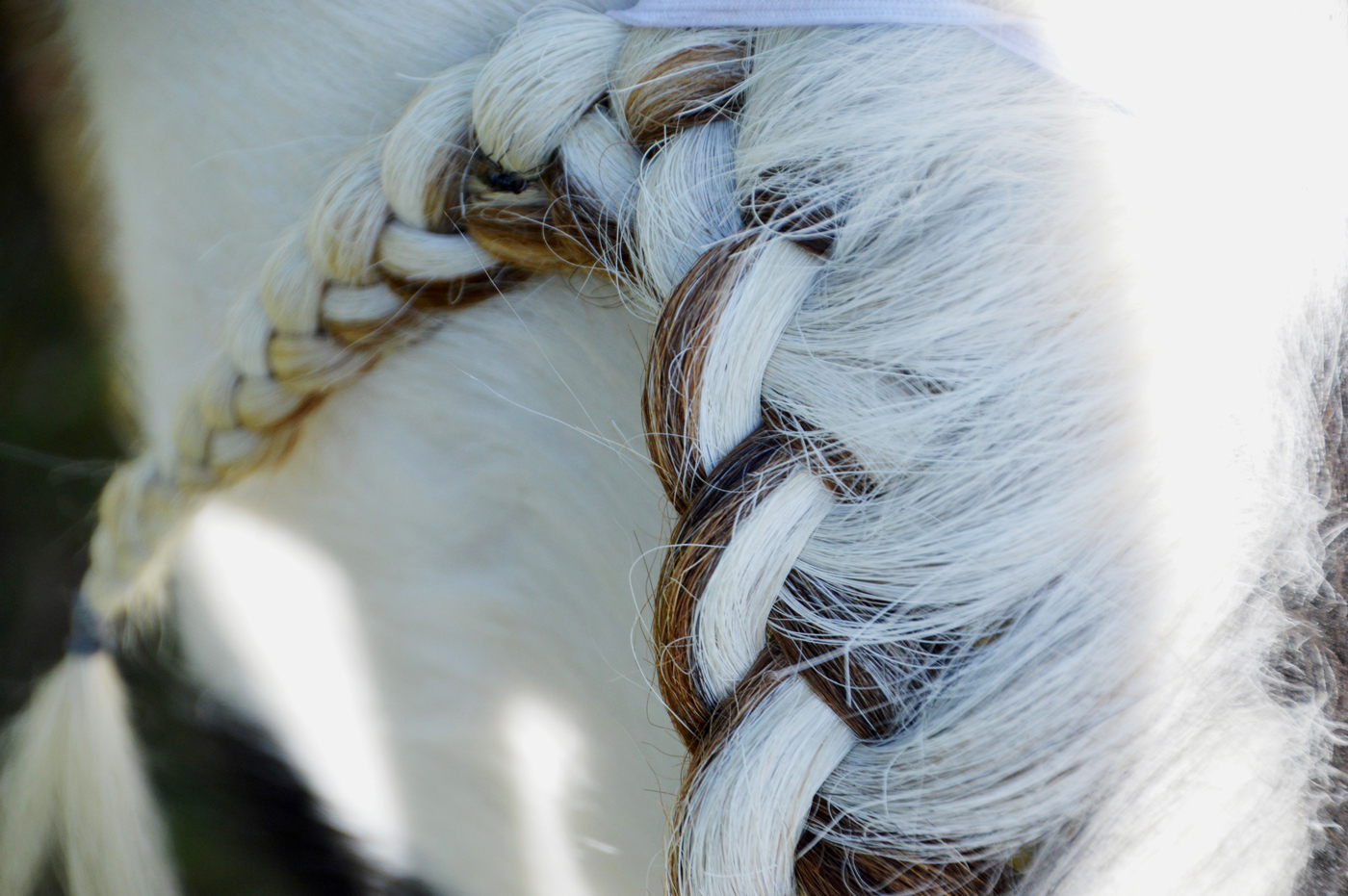 A horses mane in braids